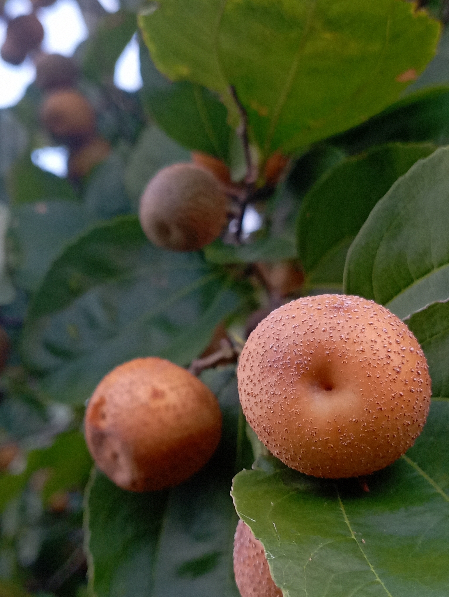 Sarcomphalus joazeiro