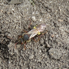 Nomada leucophthalma