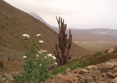 Argemone hunnemannii