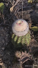 Melocactus curvispinus caesius