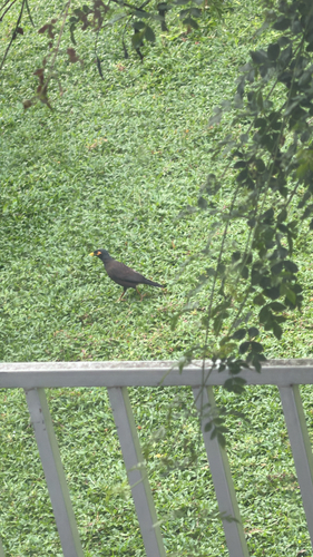 Common Myna