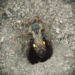 Nomada leucophthalma