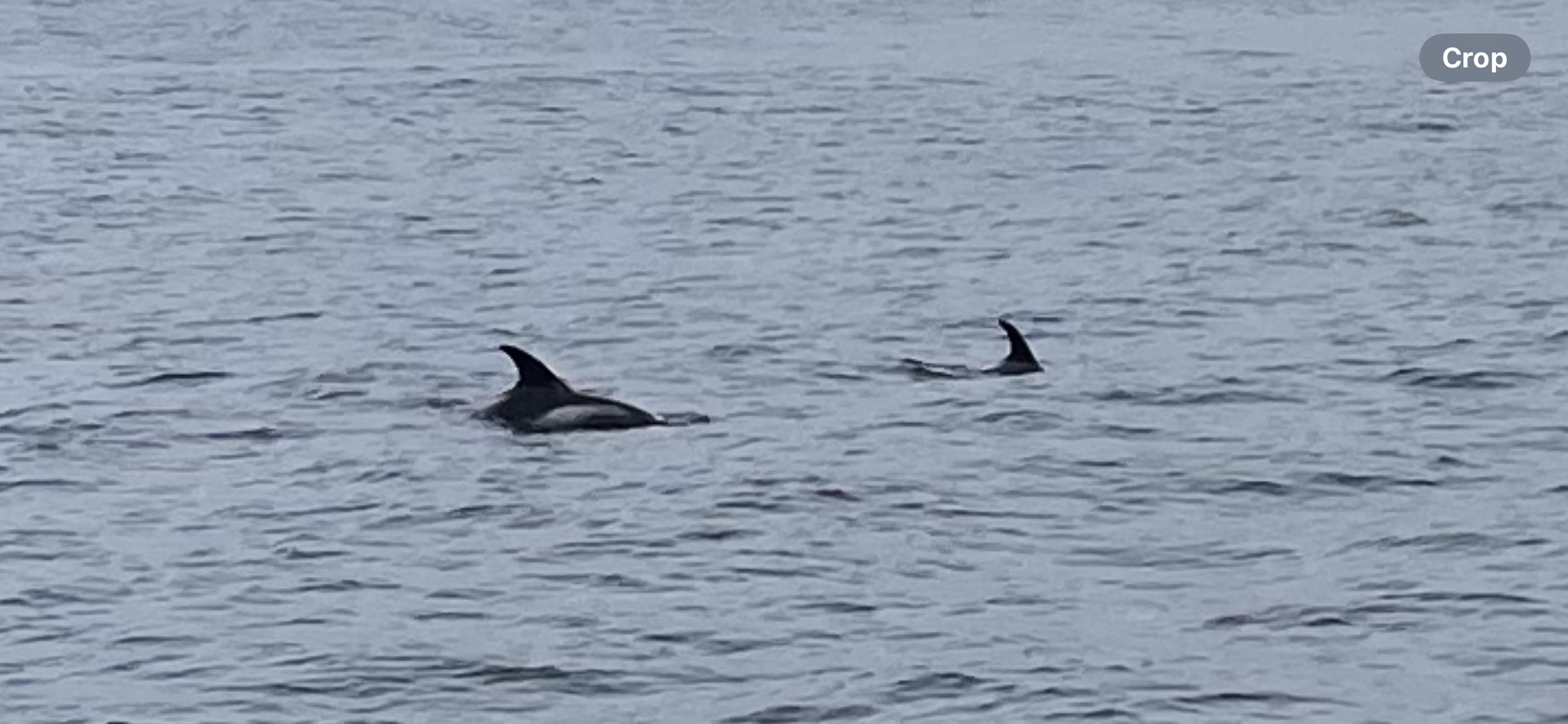 Lagenorhynchus albirostris