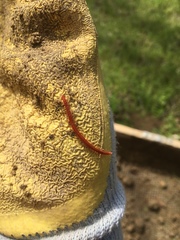 Strigamia bothriopus