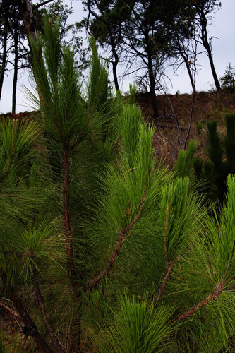 Pinus teocote, 2026-05-17