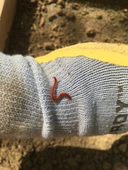 Strigamia bothriopus