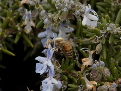 Apis mellifera