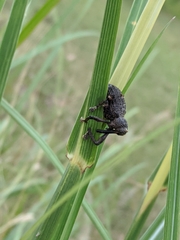 Orthorhinus