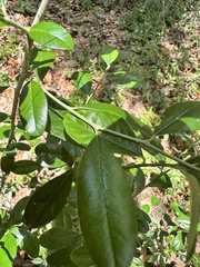 Sideroxylon alachuense, photograph (c) Ashwin Srinivasan, some rights reserved (CC BY)