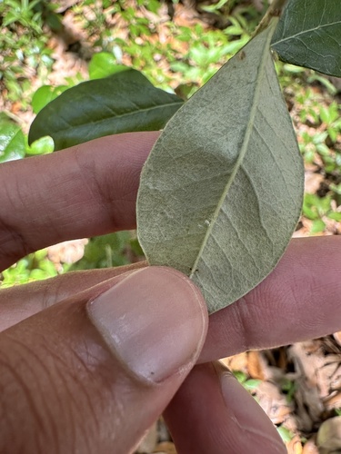 Sideroxylon alachuense, photograph 3