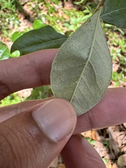 Sideroxylon alachuense, photograph (c) Ashwin Srinivasan, some rights reserved (CC BY)