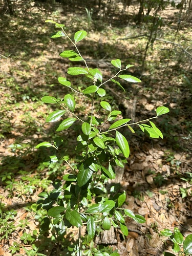 Sideroxylon alachuense, photograph 4