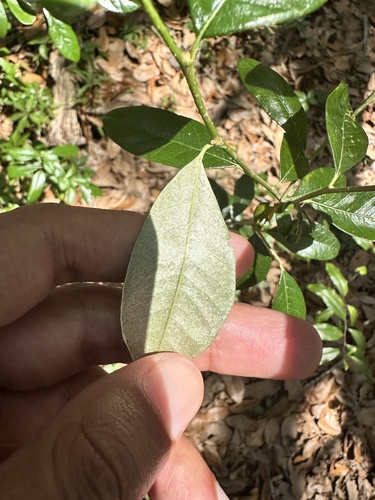 Sideroxylon alachuense, photograph 5