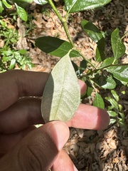 Sideroxylon alachuense, photograph (c) Ashwin Srinivasan, some rights reserved (CC BY)