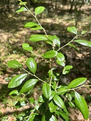 Sideroxylon alachuense