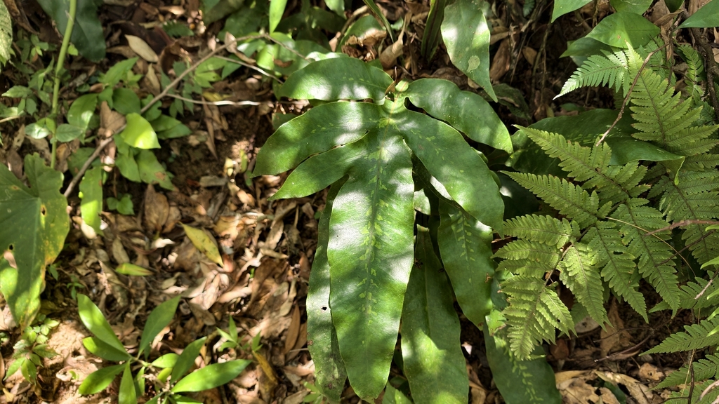 Tectaria decurrens; photograph (c) 葉淑蓮, some rights reserved (CC BY)