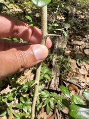 Sideroxylon alachuense, photograph (c) Ashwin Srinivasan, some rights reserved (CC BY)