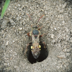 Nomada leucophthalma