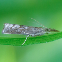 Neodactria
