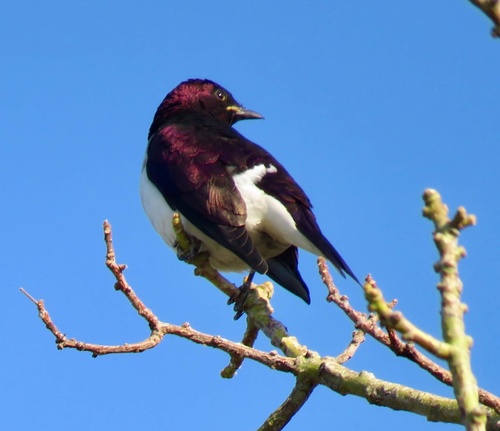 Violet-backed Starling