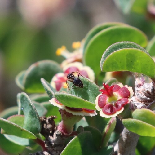 Mimicus-flaviceps-group Honeypot Ants