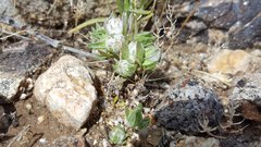 Stylocline micropoides