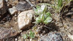 Stylocline micropoides