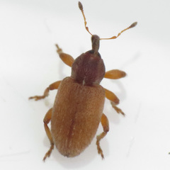 Hypera nigrirostris
