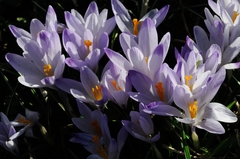 Crocus vernus