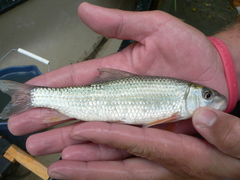 Moxostoma erythrurum