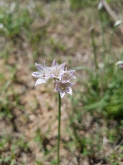 Allium