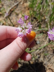 Allium