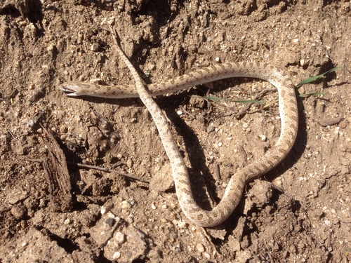 Arizona occidentalis