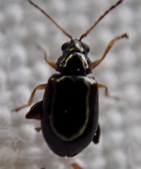 Aphthona