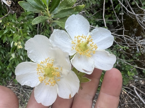Carpenteria californica, 2026-05-17