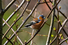 Fringilla coelebs