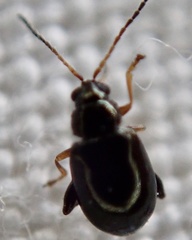 Aphthona
