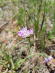 Allium