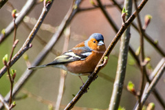 Fringilla coelebs