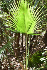 Acoelorraphe wrightii