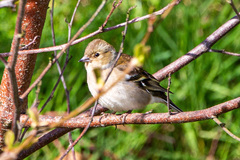 Fringilla coelebs