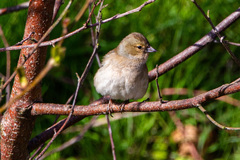 Fringilla coelebs