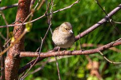 Fringilla coelebs