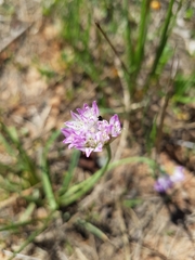 Allium