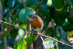 Erithacus rubecula