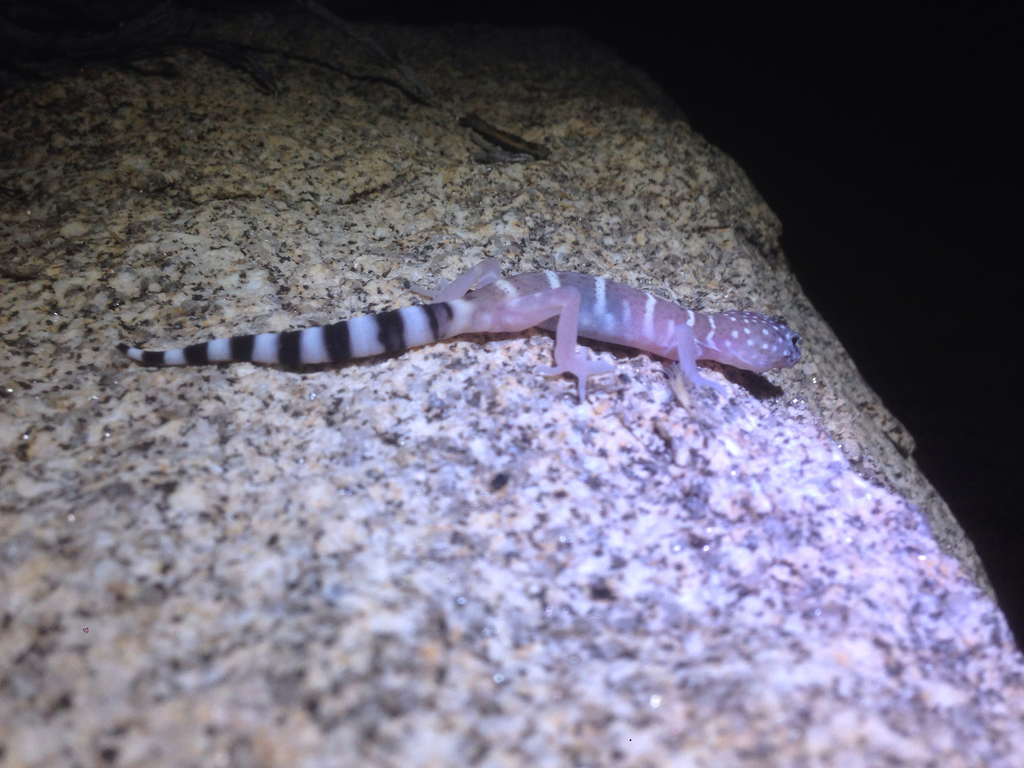 Barefoot Gecko