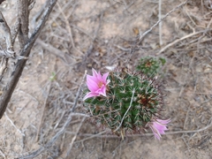 Mammillaria sheldonii