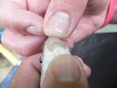 Moxostoma erythrurum