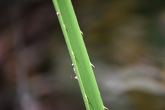 Acoelorraphe wrightii