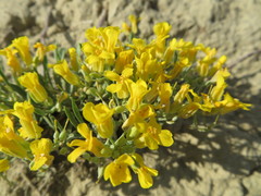 Physaria reediana